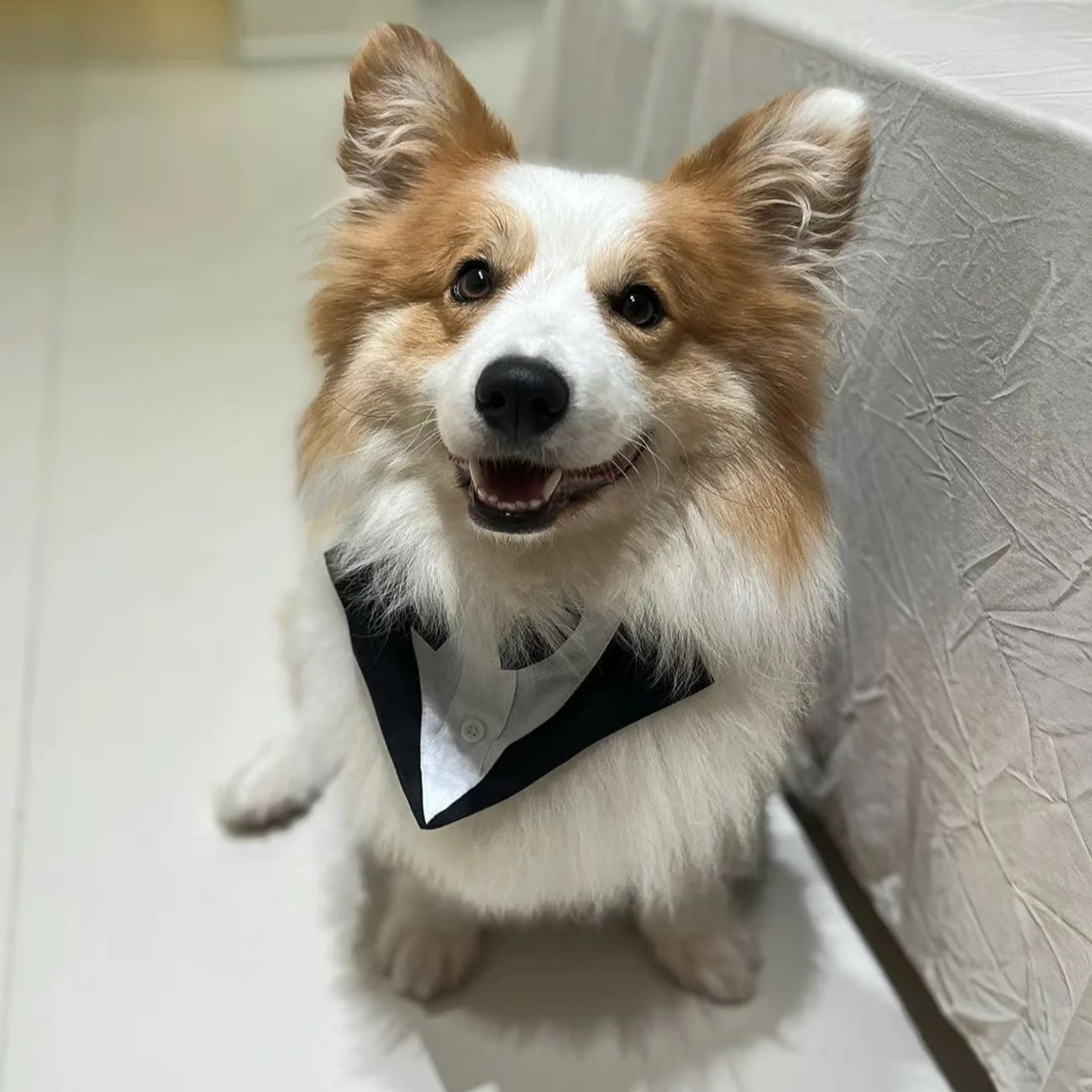 Pet Dog Clothes Fashion Party  - Suit Supply Wedding Party recension och pris